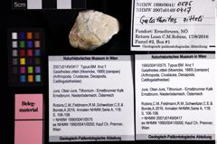 Foto (Objket + Etiketten) von Galatheites zitteli (Moericke, 1889) 